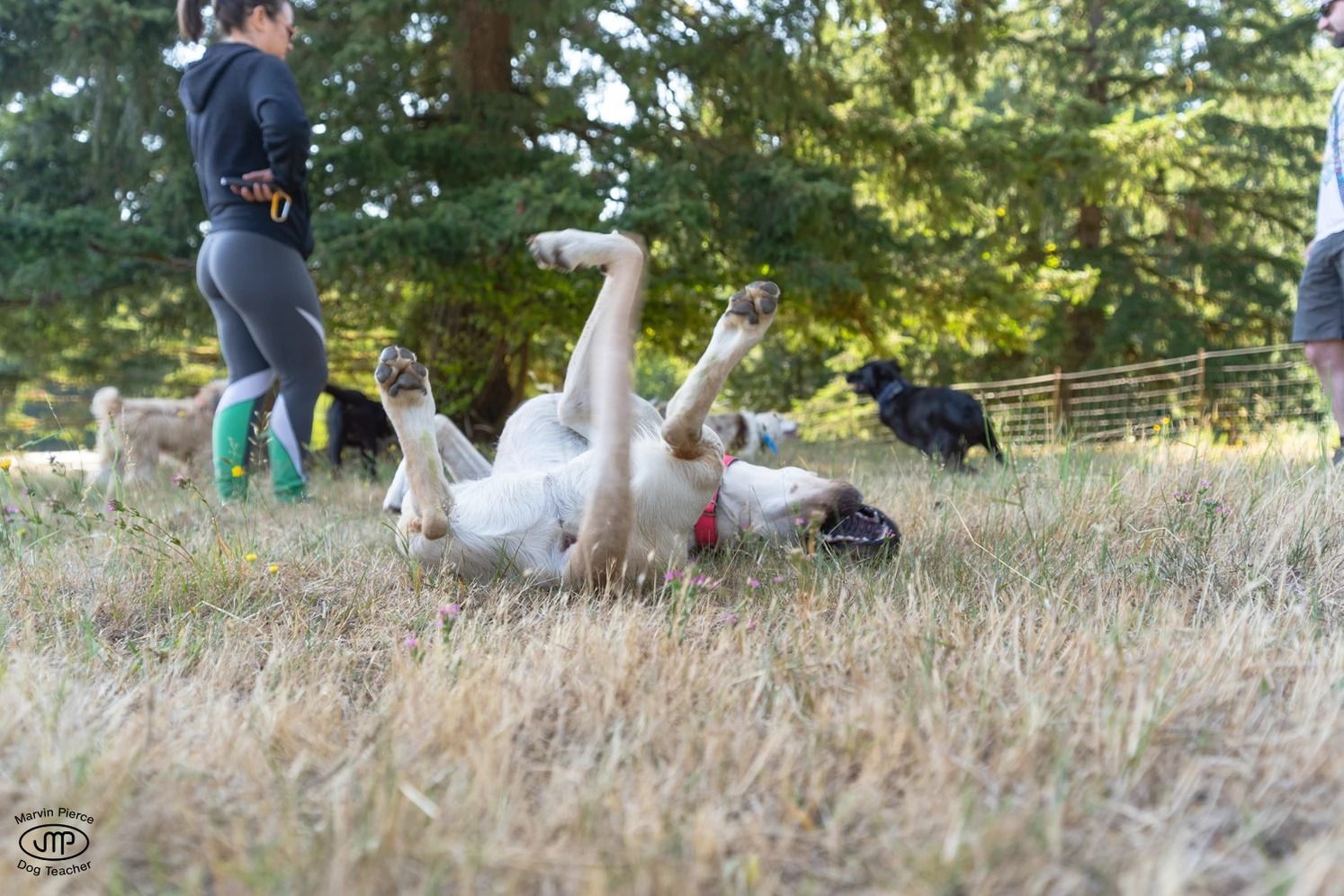 Dog training service