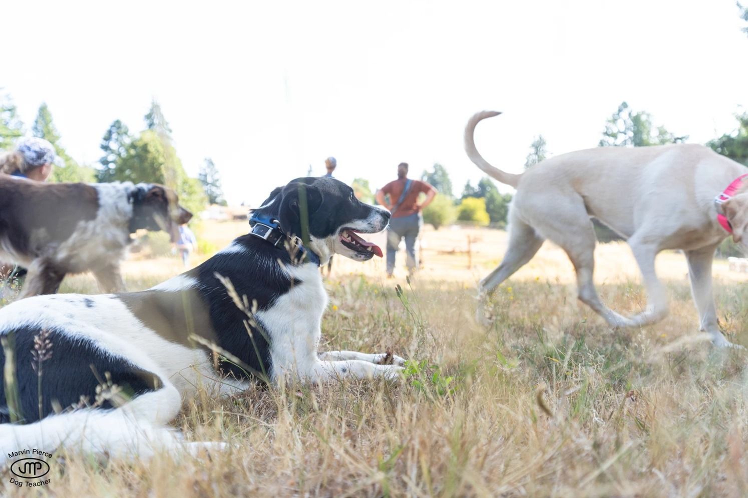 Dog training service