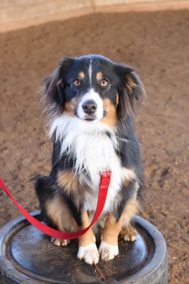 Dog training service