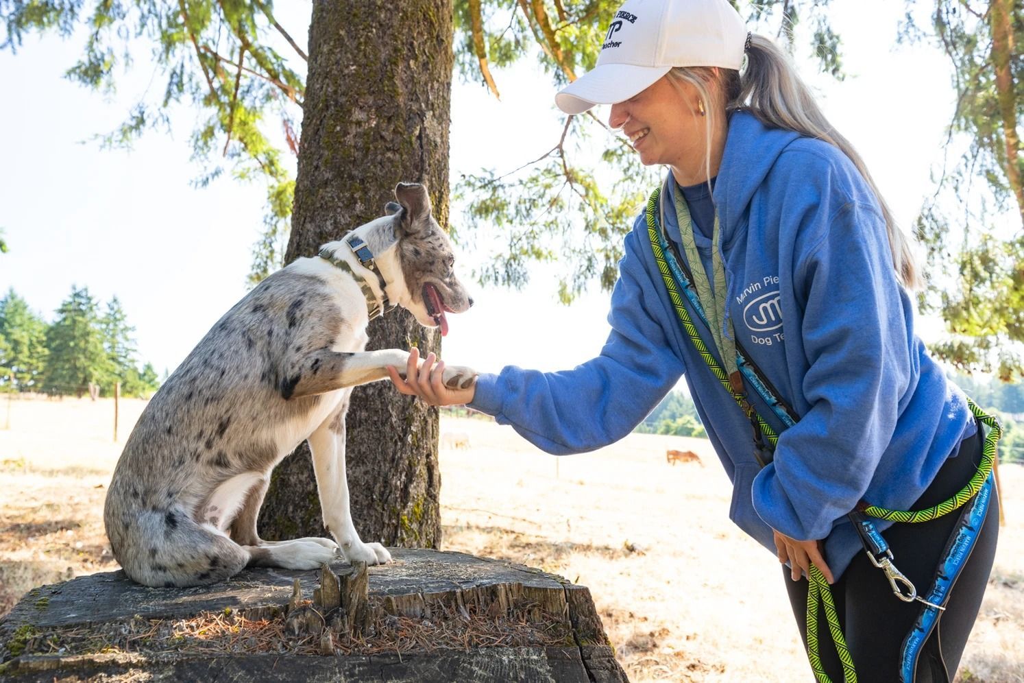 Dog training service