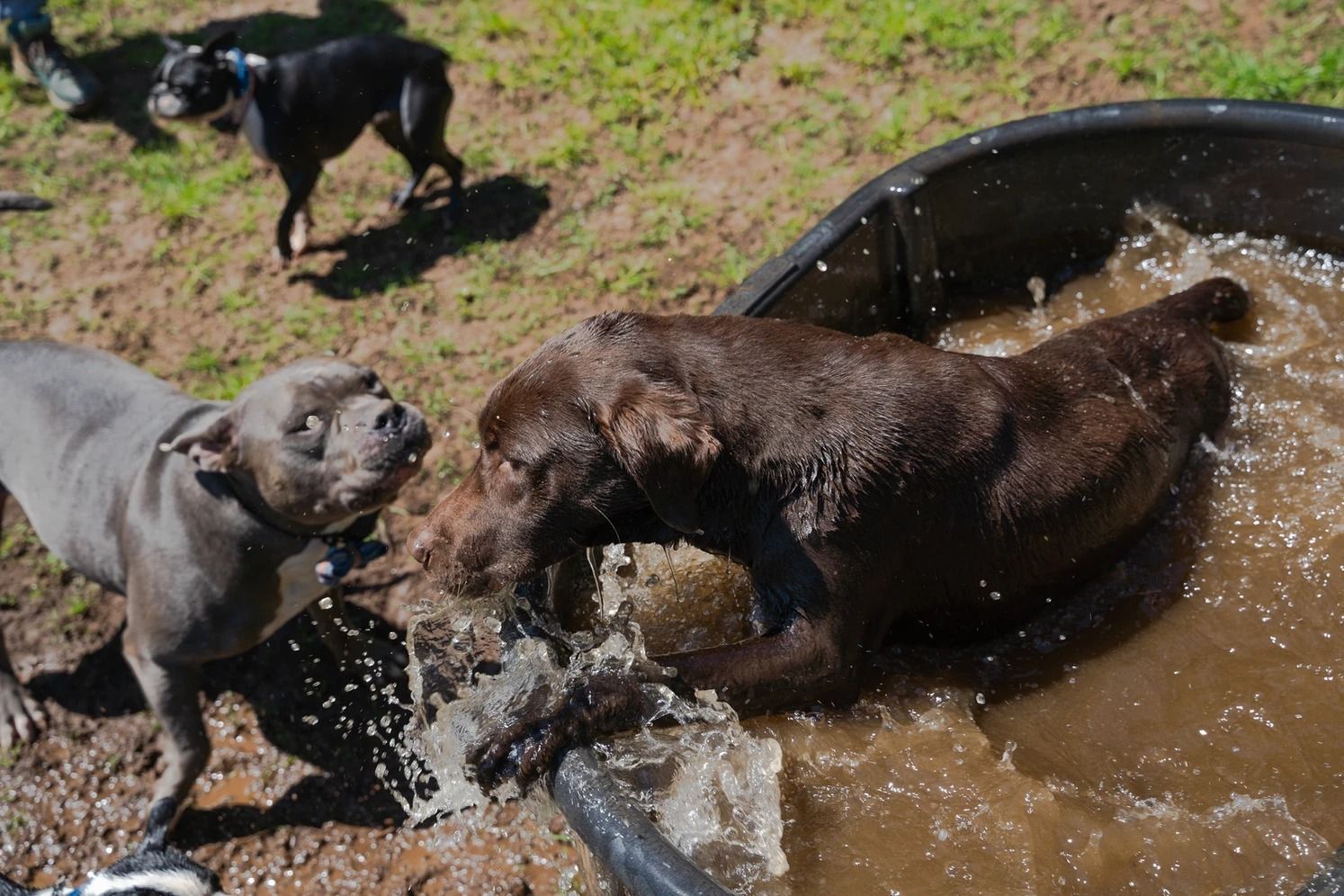 Dog training service