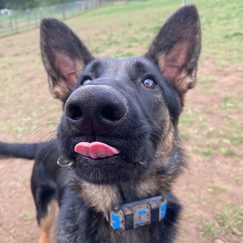 Dog training service