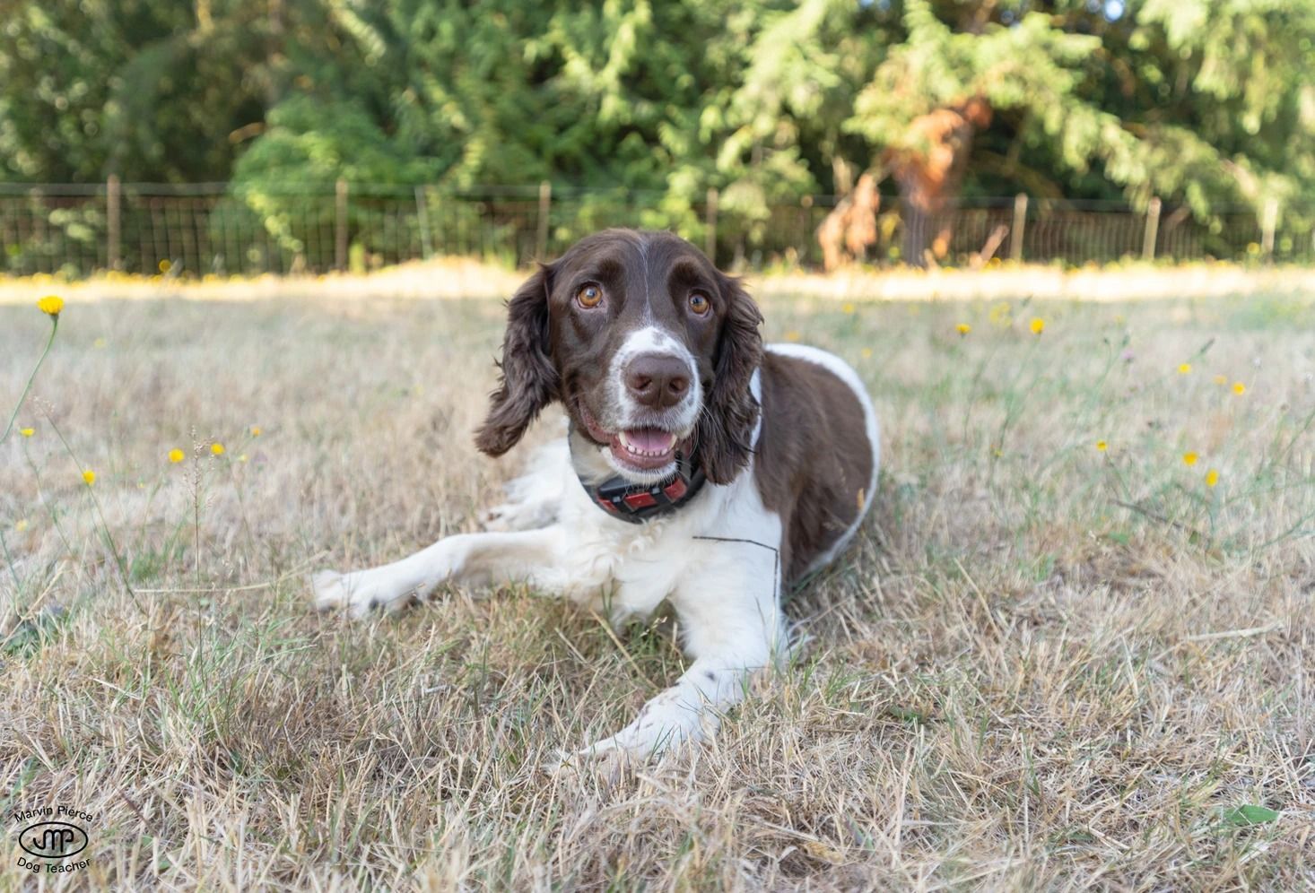 Dog training service
