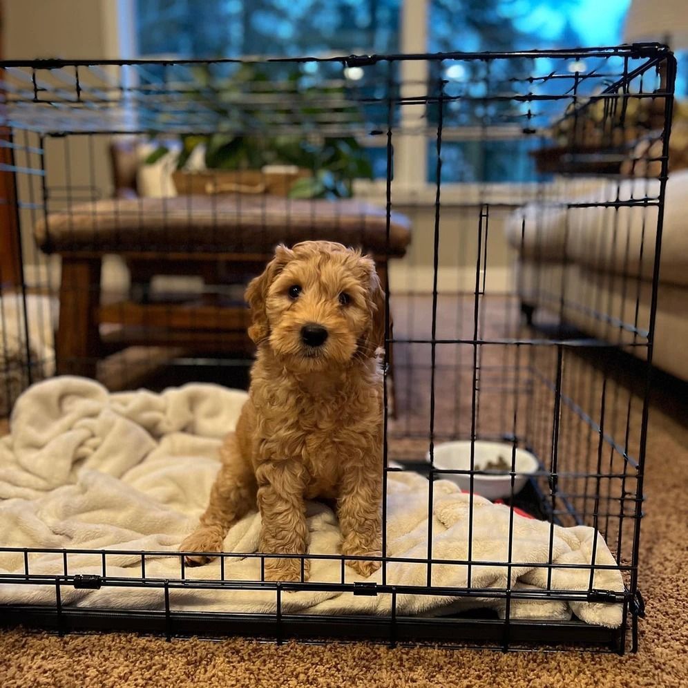 Dog training service