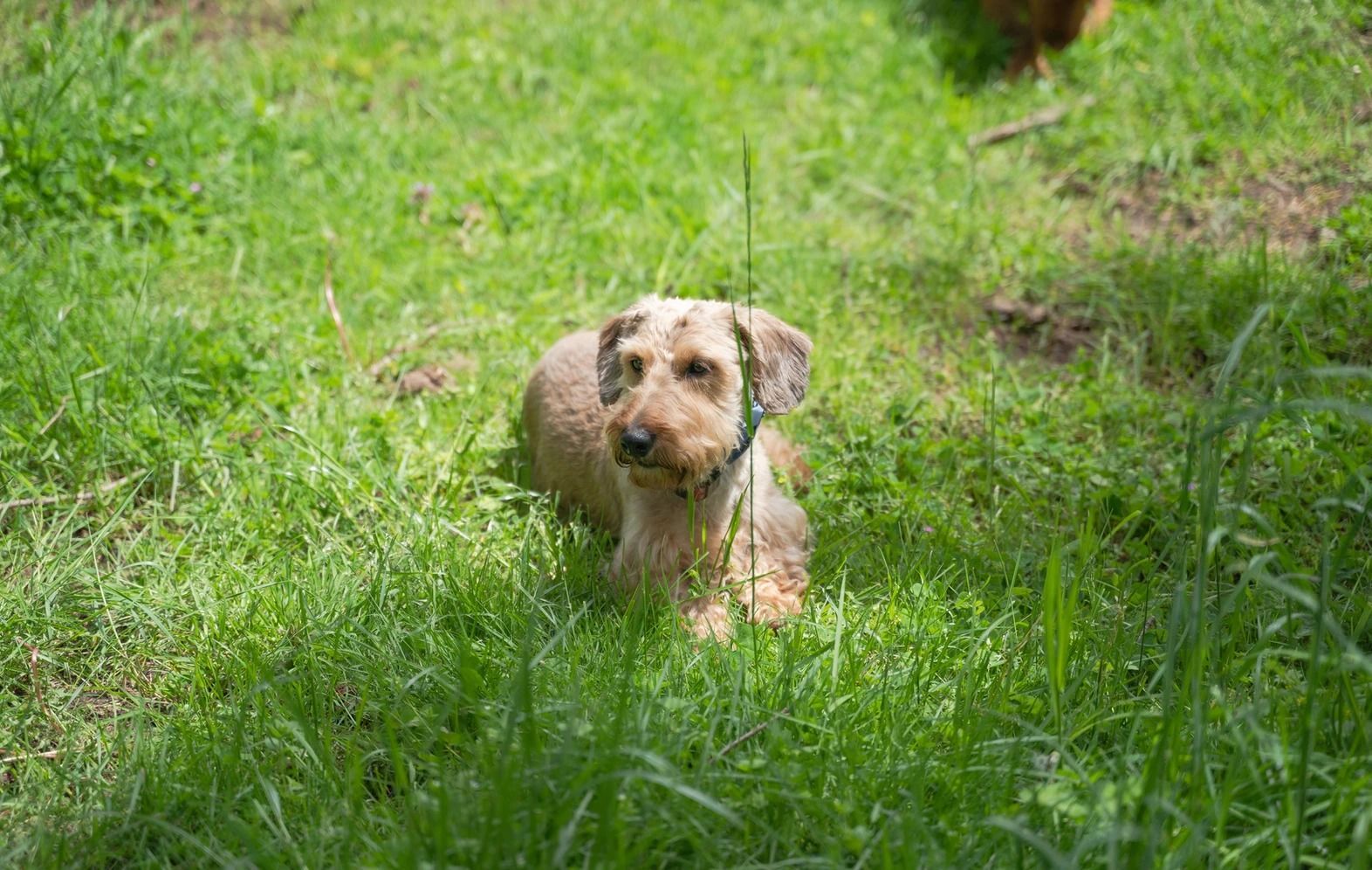 Dog training service