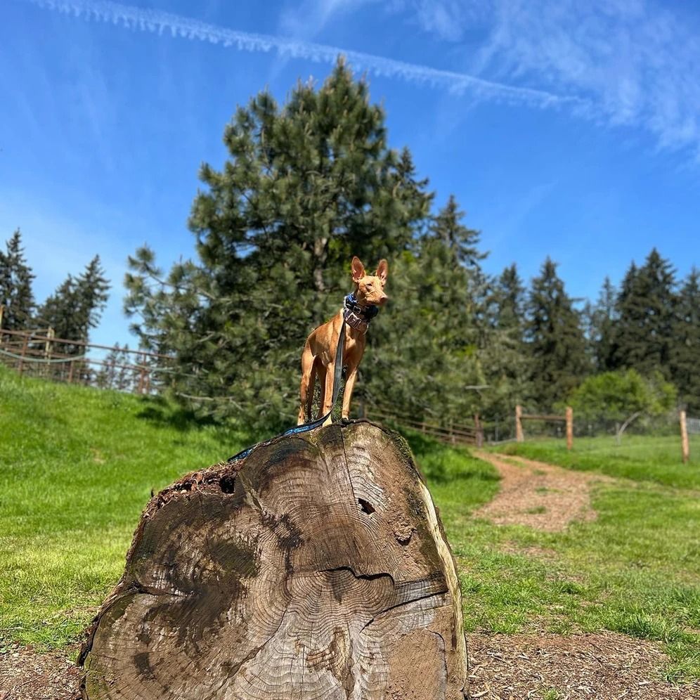 Dog training service