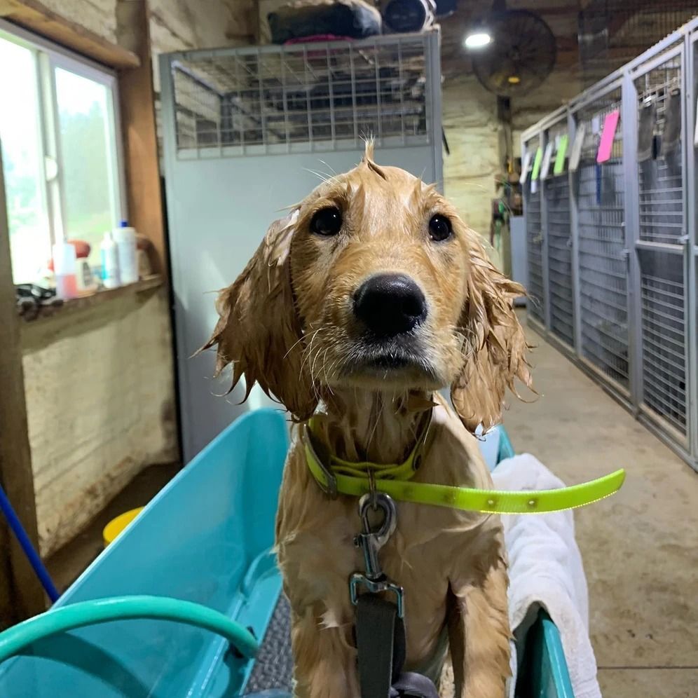 Dog training service