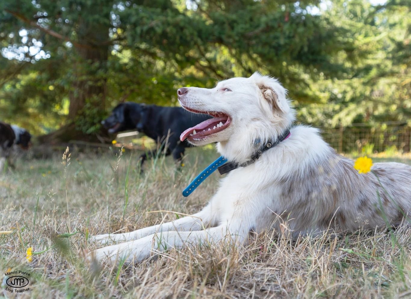 Dog training service
