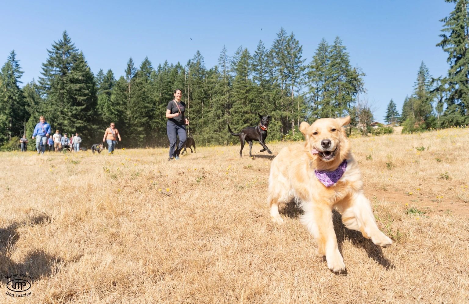 Dog training service