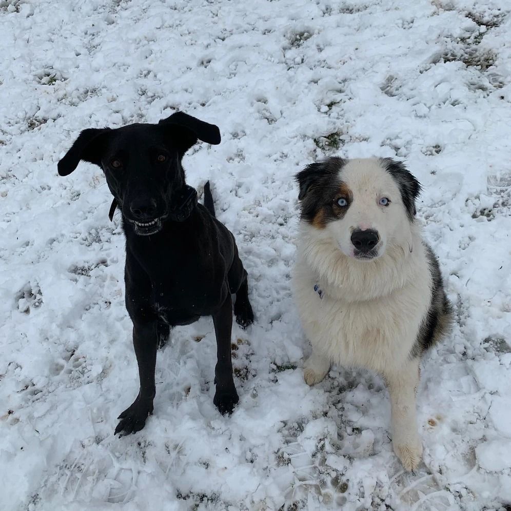 Dog training service