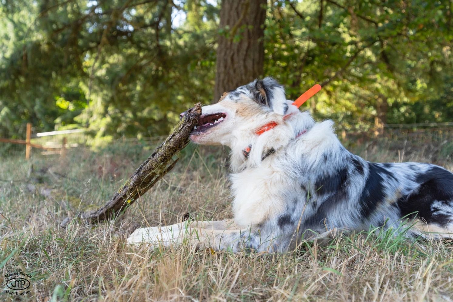 Dog training service