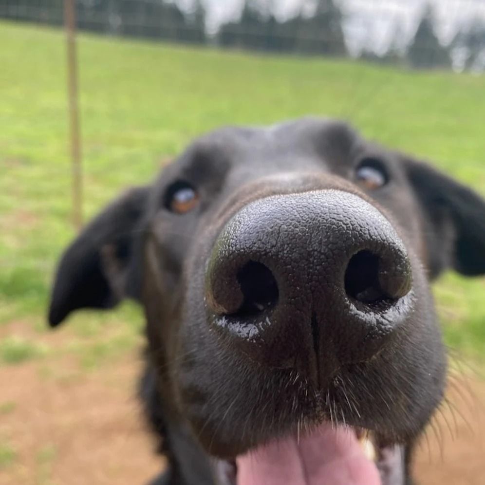 Dog training service