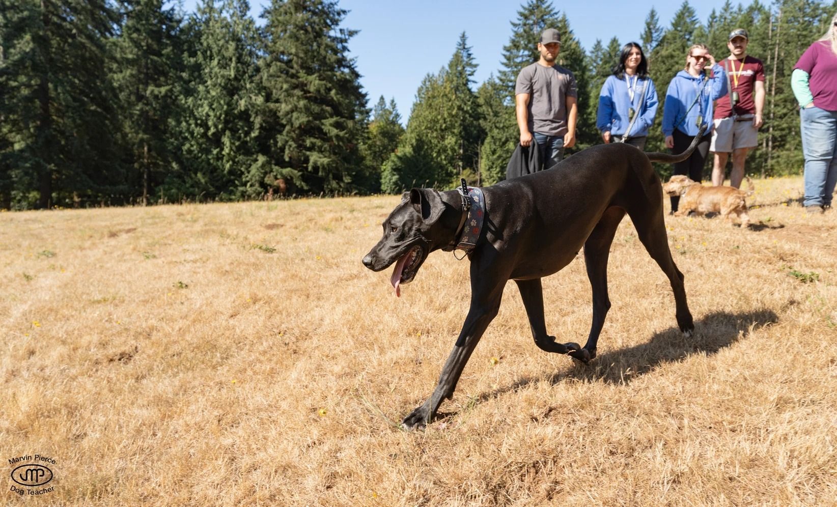 Dog training service