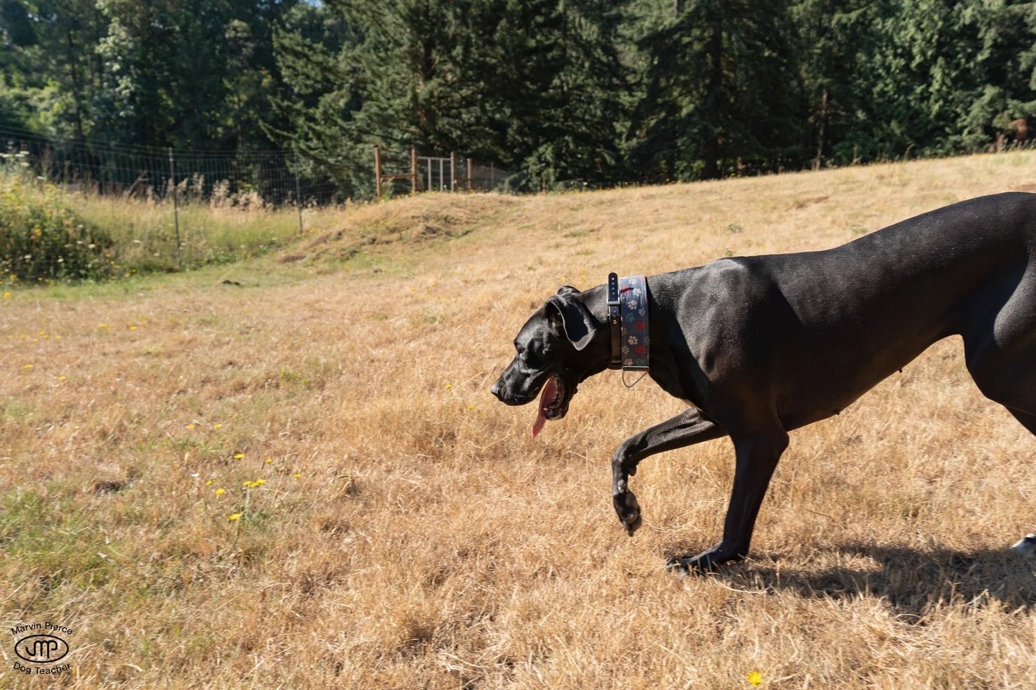 Dog training service