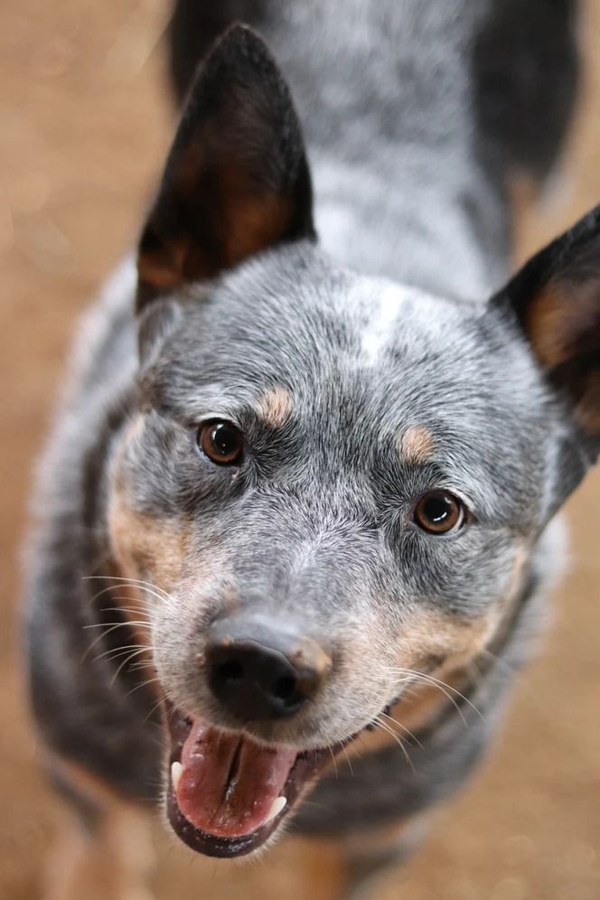 Dog training service