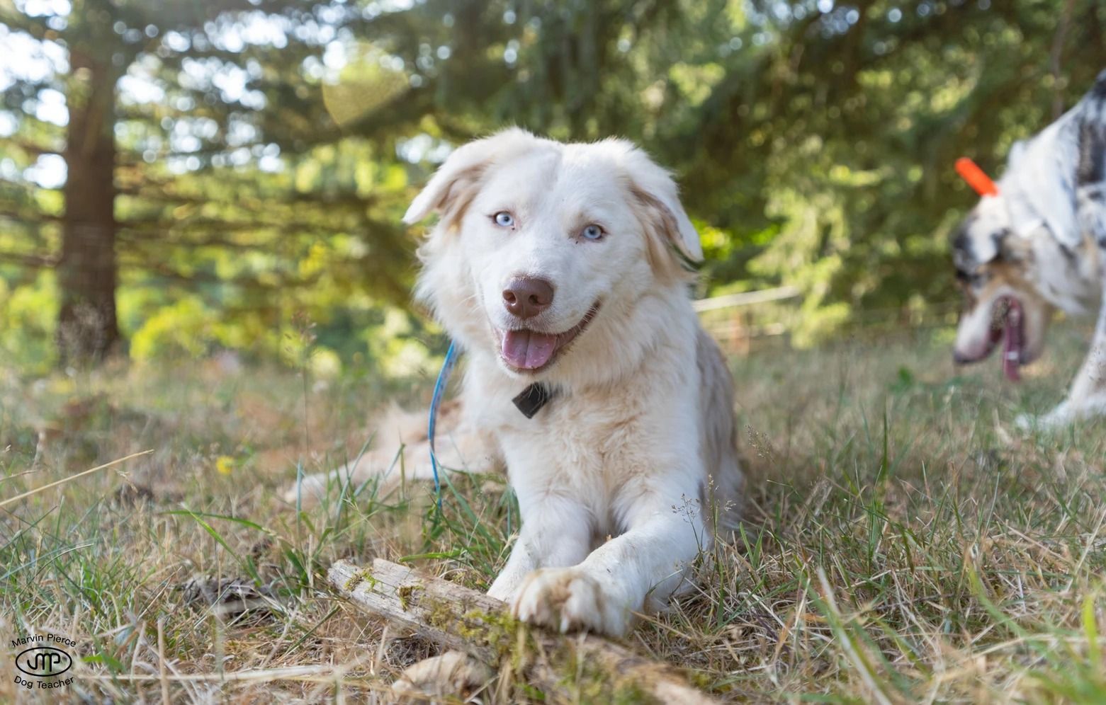 Dog training service