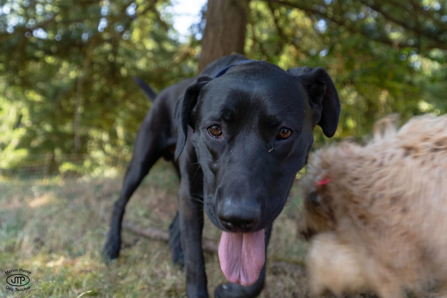 Dog training service