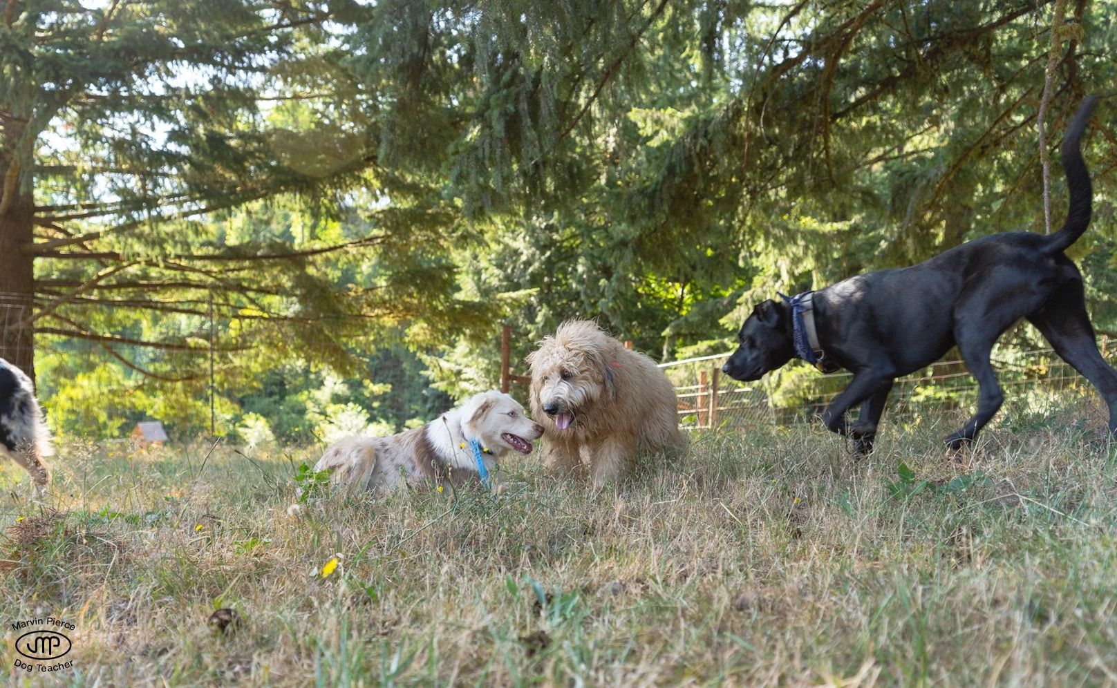 Dog training service