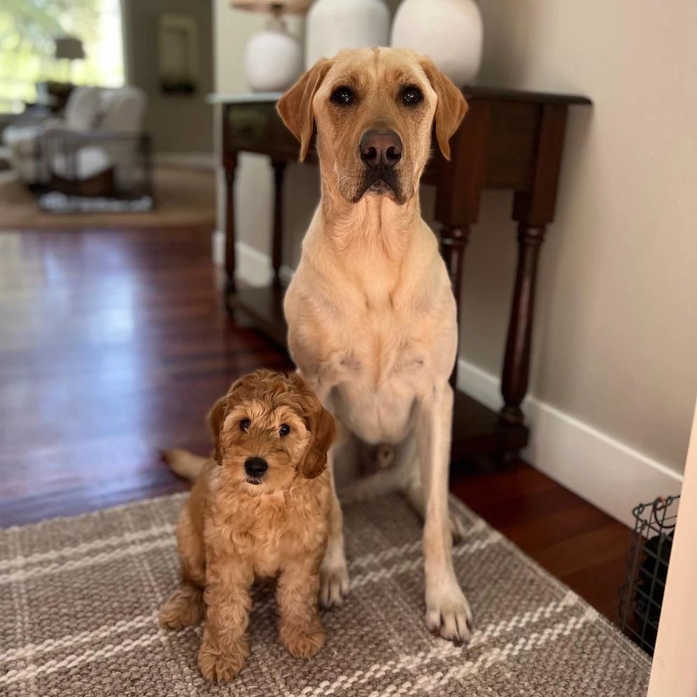 Dog training service