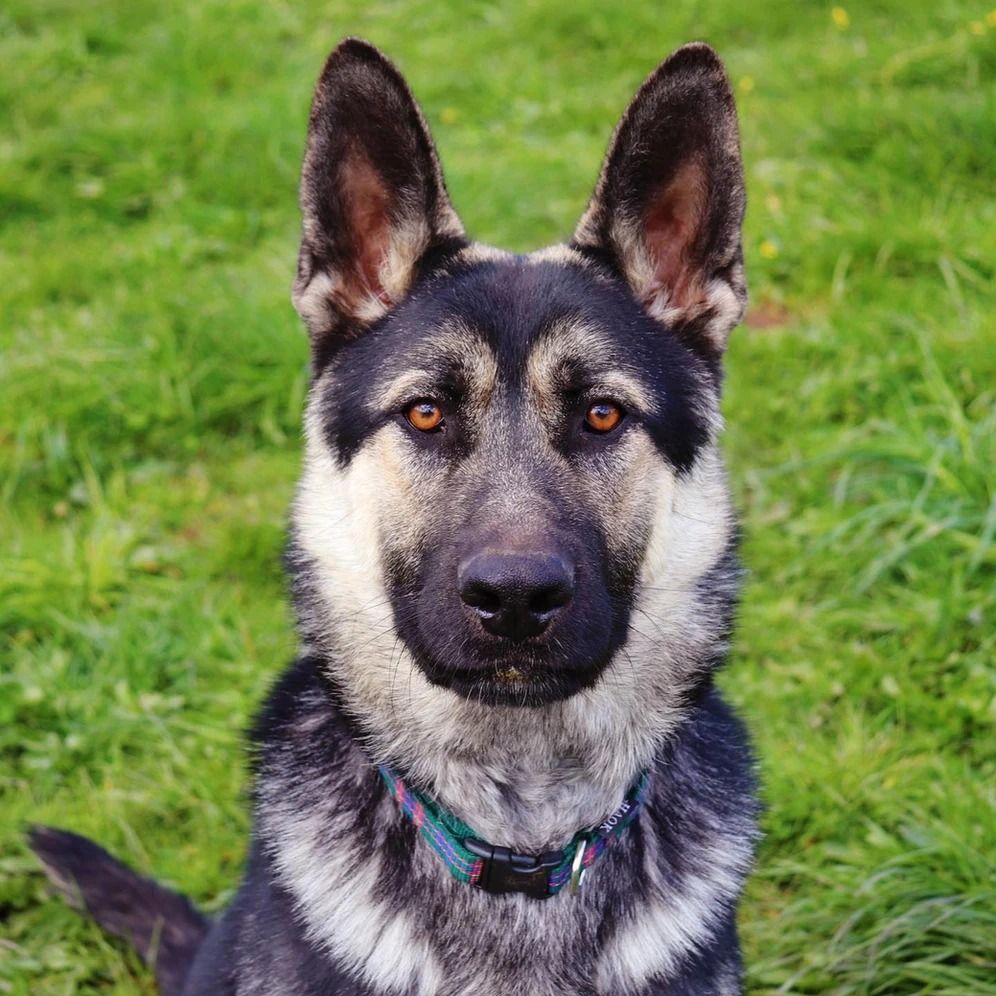 Dog training service