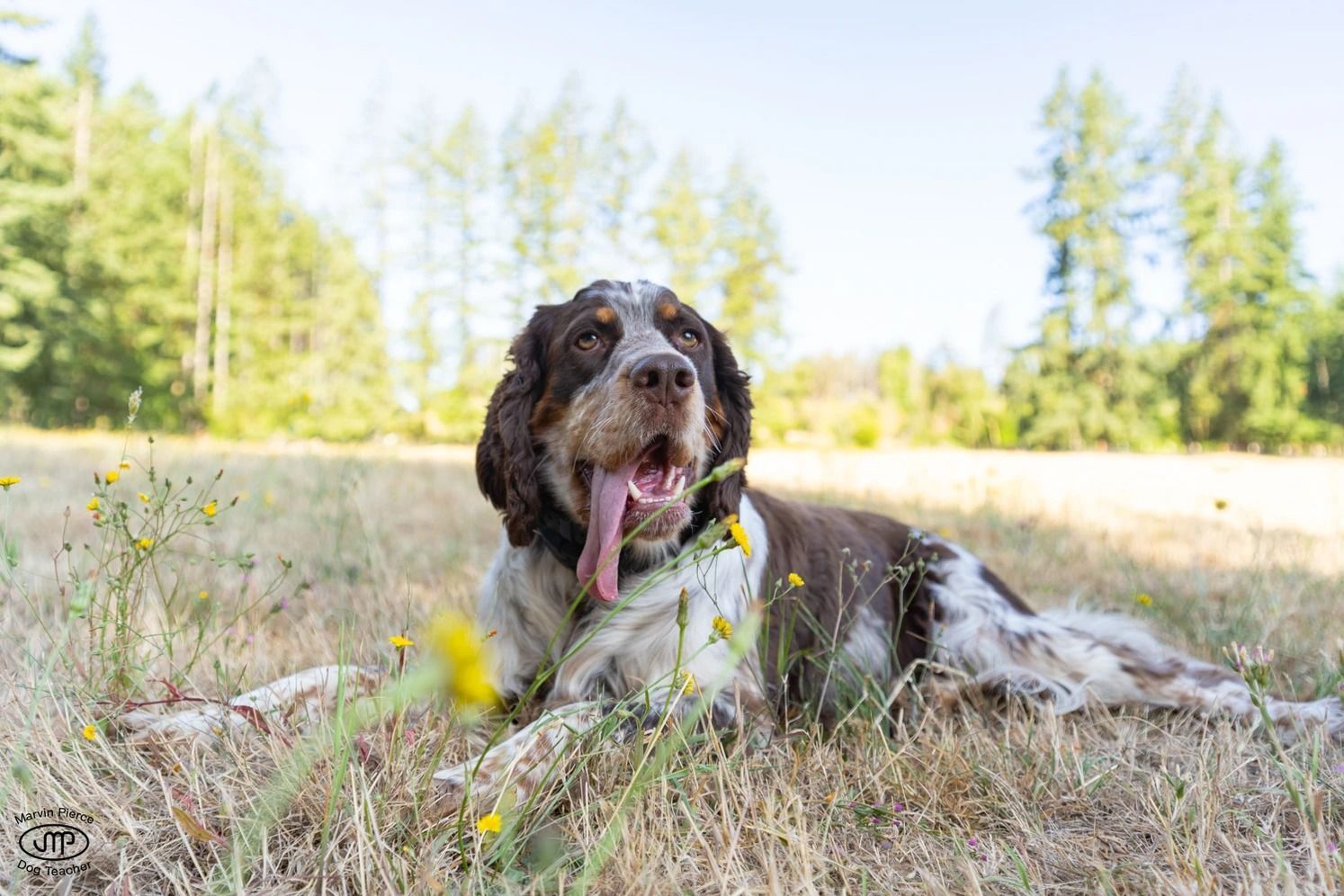 Dog training service