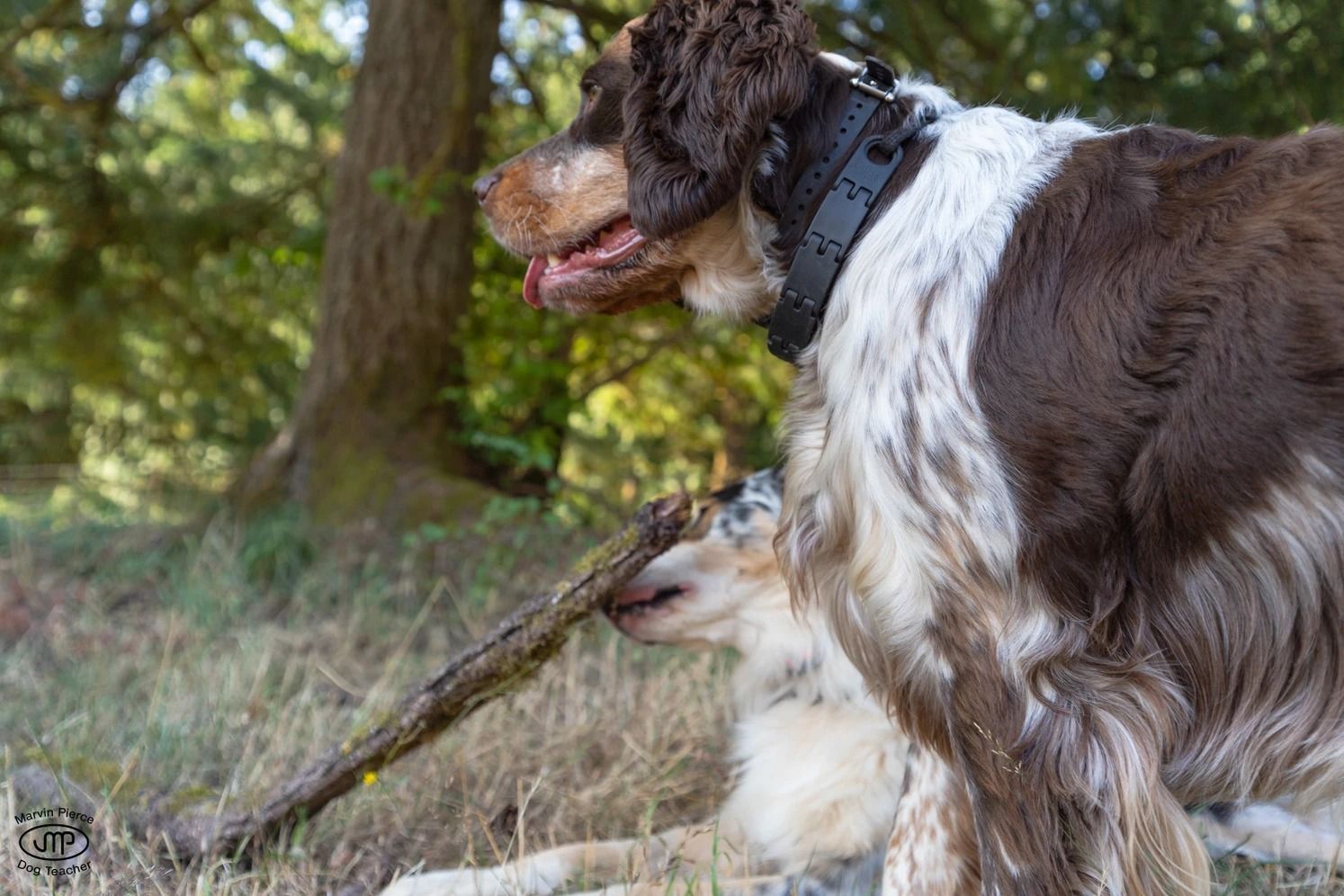 Dog training service