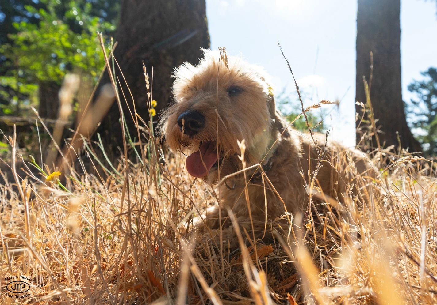 Dog training service