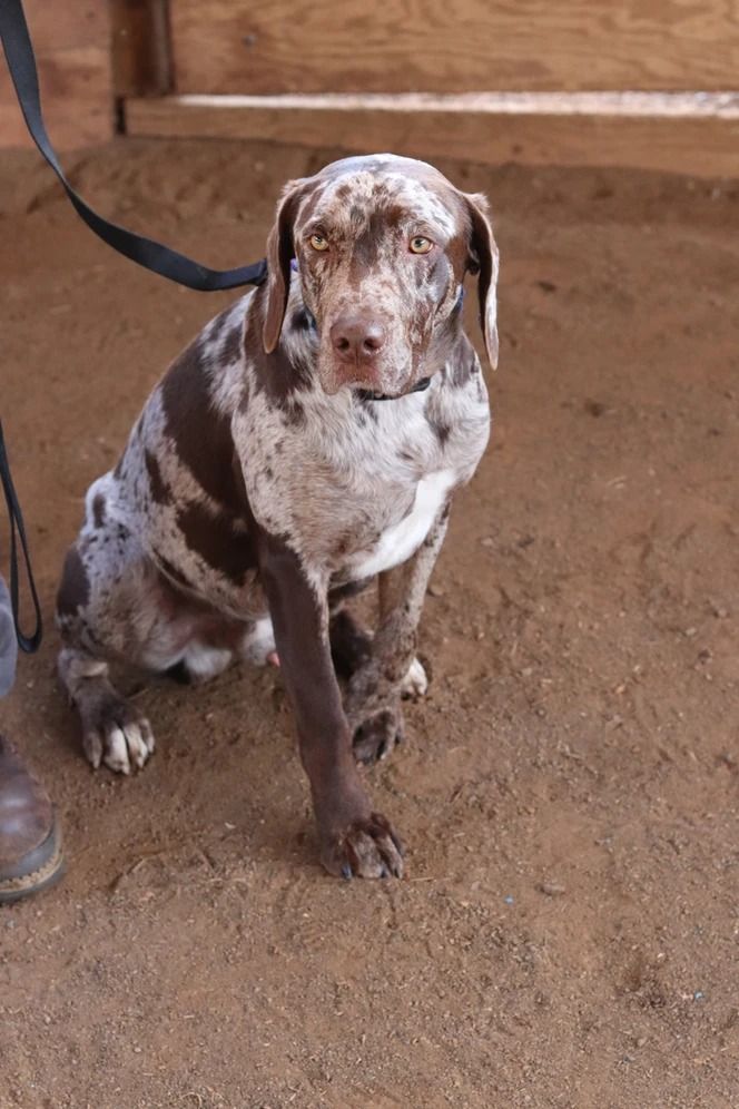Dog training service