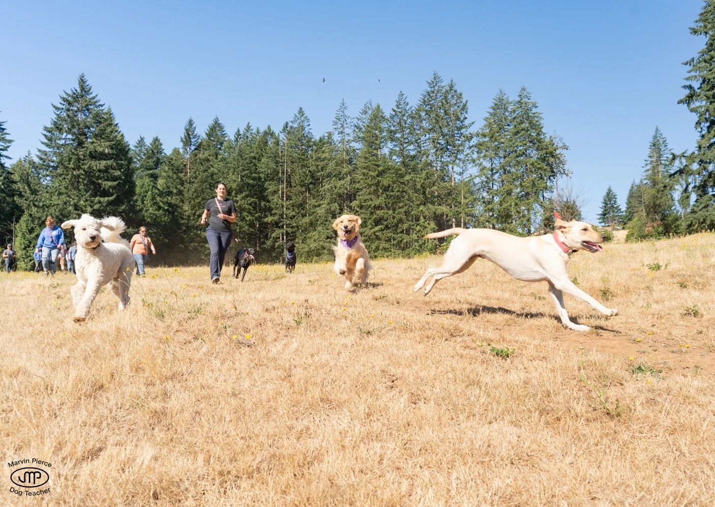 Dog training service