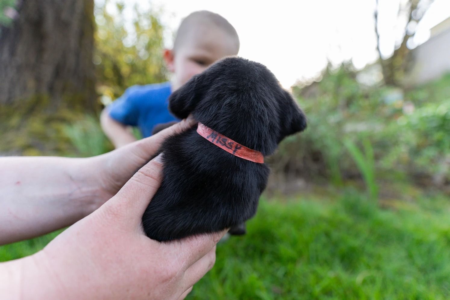Dog training service