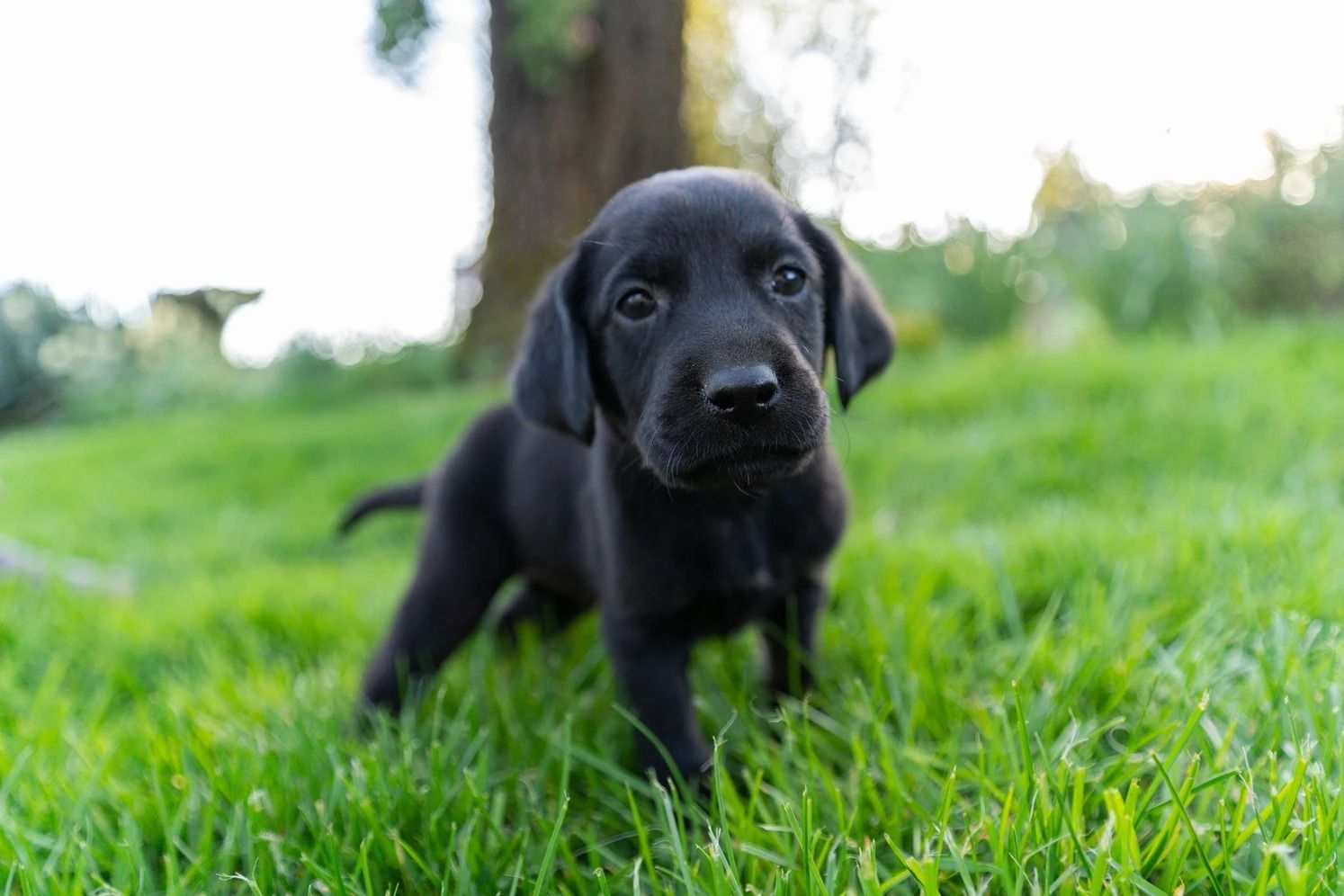 Dog training service