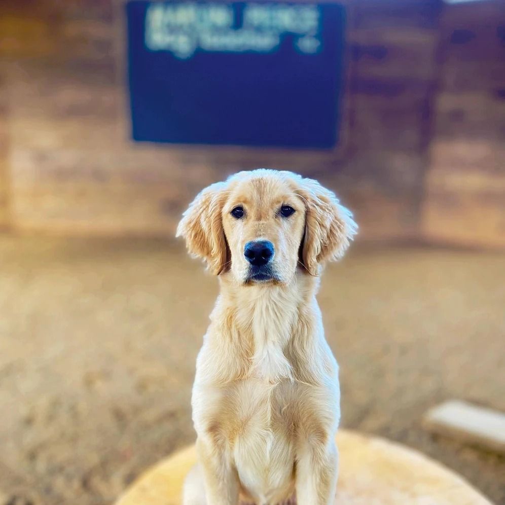 Dog training service
