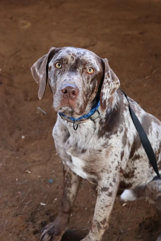 Dog training service