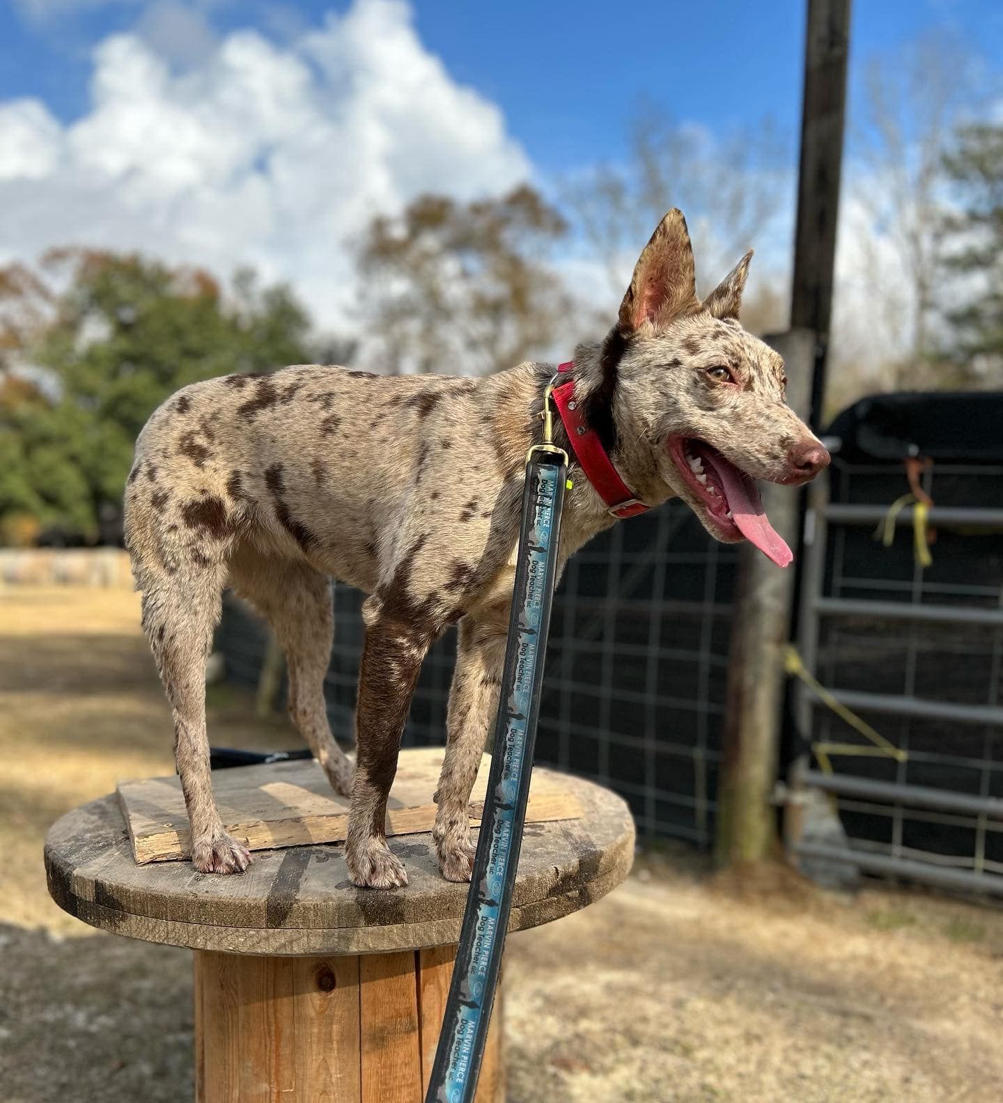 Dog training
