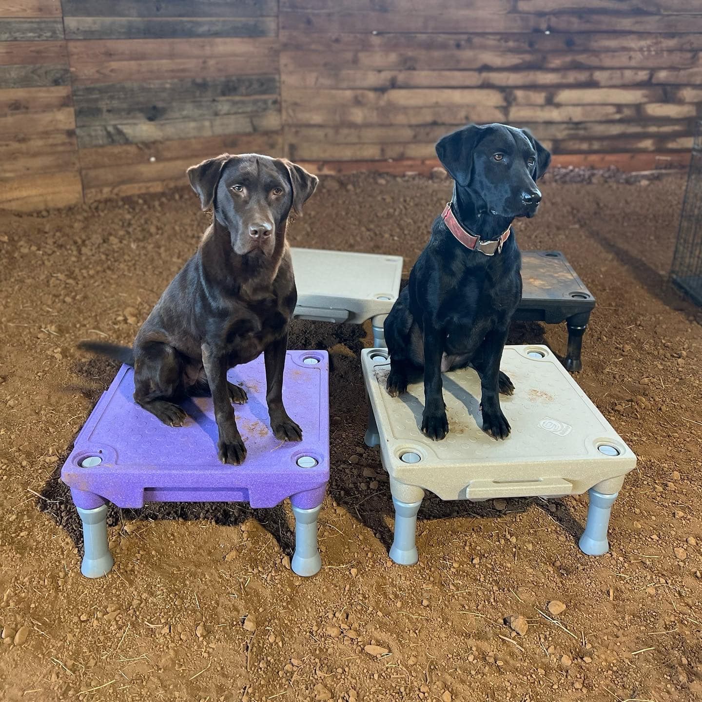 Hybrid dog training