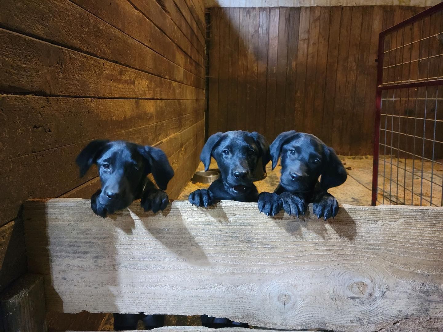 Puppies