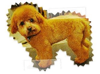 Puppy