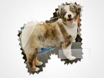 Puppy