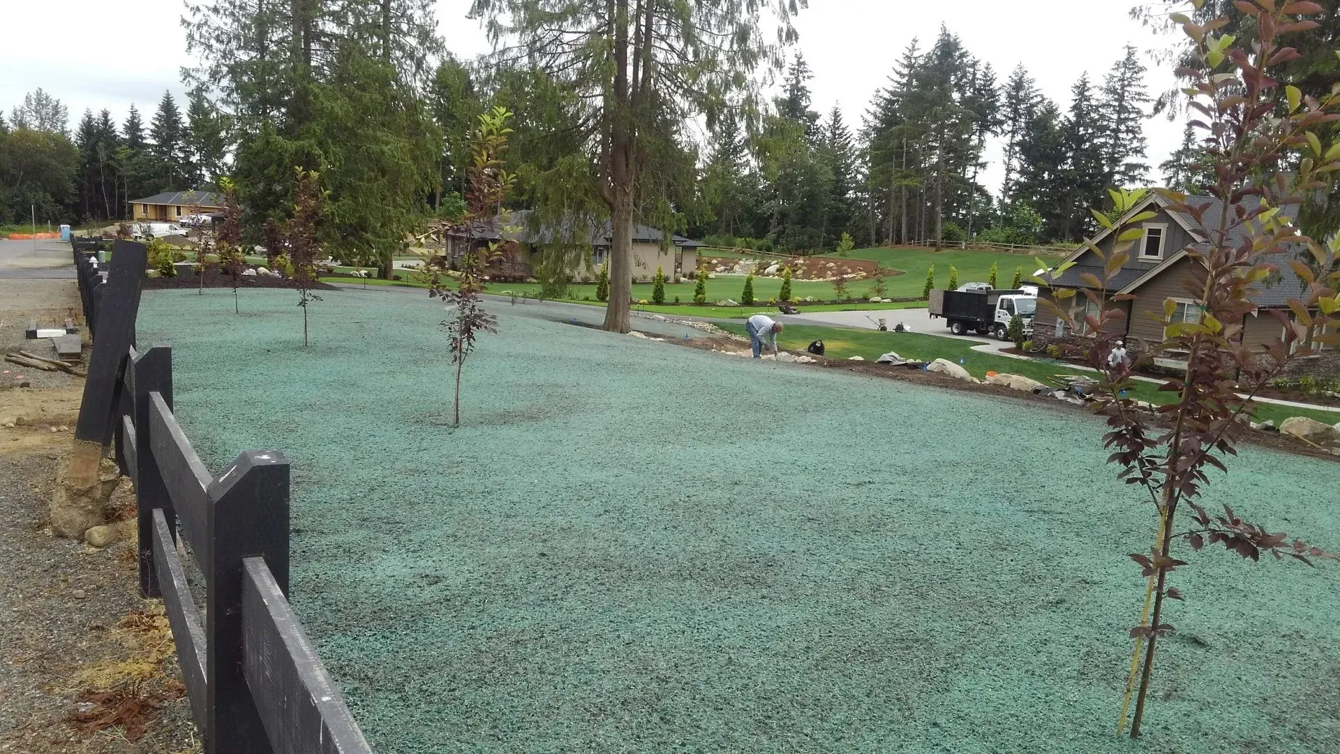 A lawn covered in green hydroseed mulch, enclosed by a dark wooden fence with small trees planted in the yard.