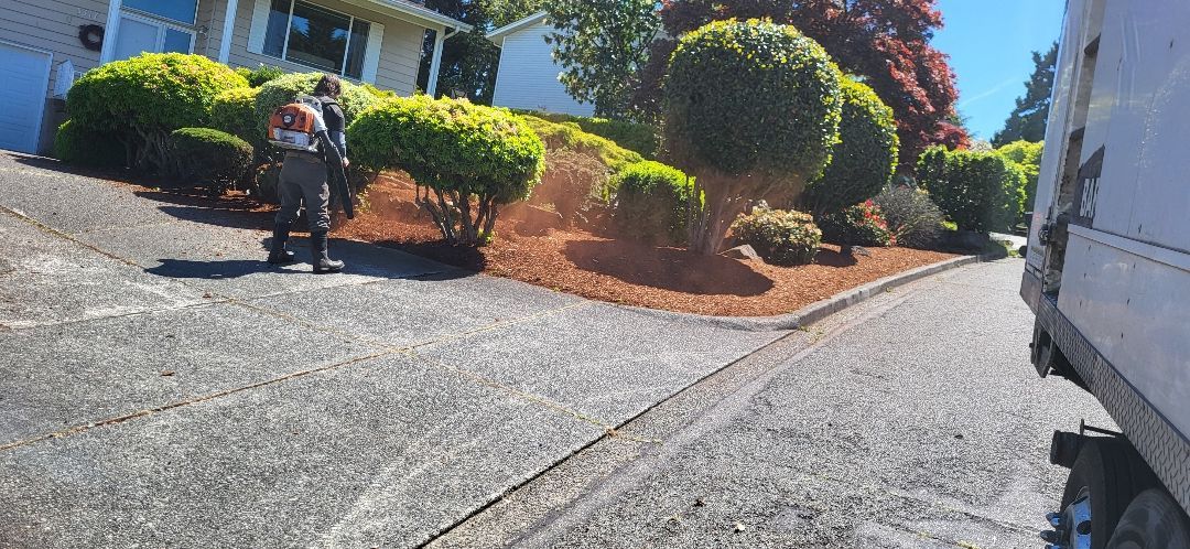 Person walking a dog on a sunny residential driveway beside trimmed bushes and a house