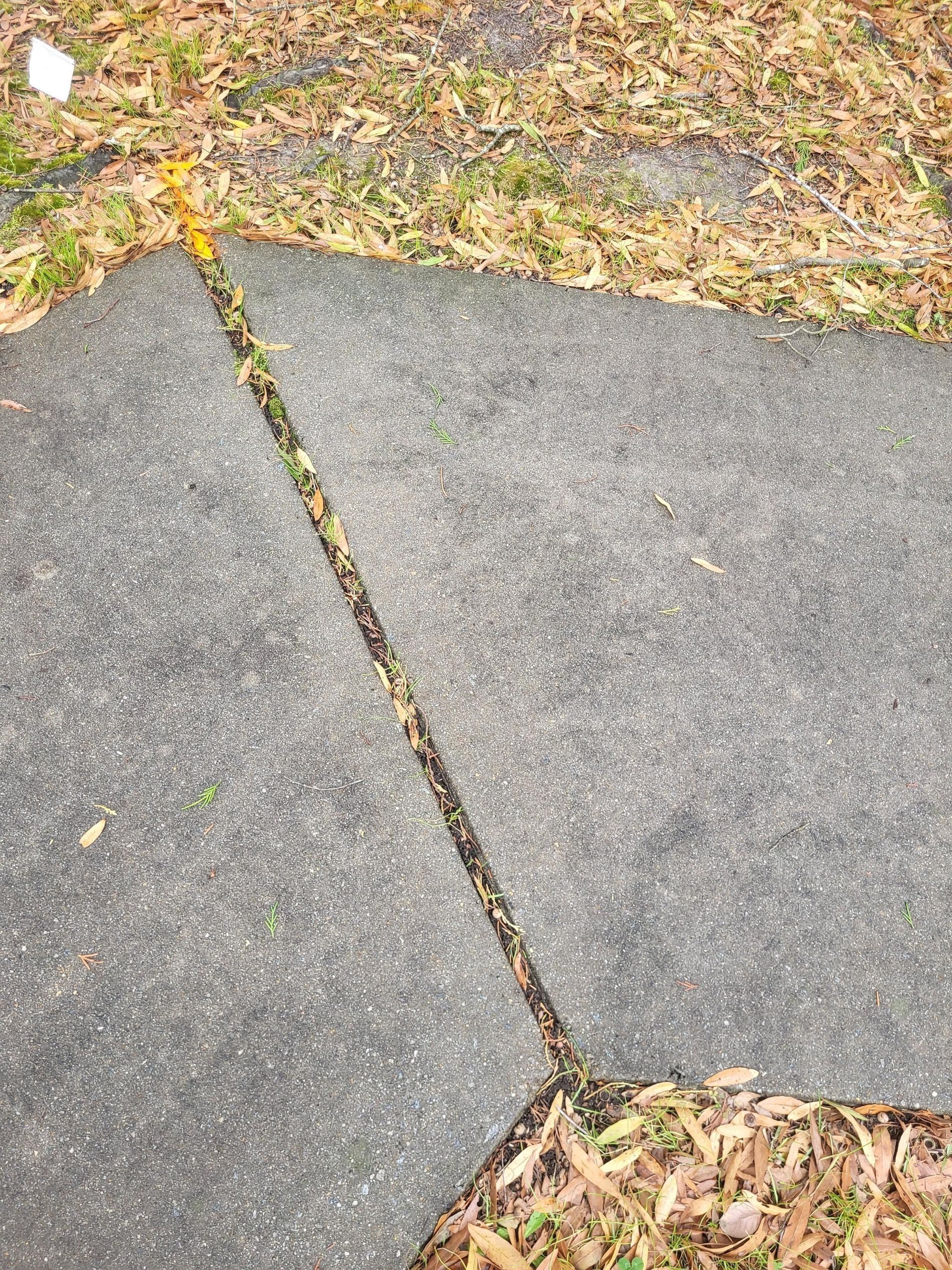 A sidewalk section with a long, thin crack filled with debris.