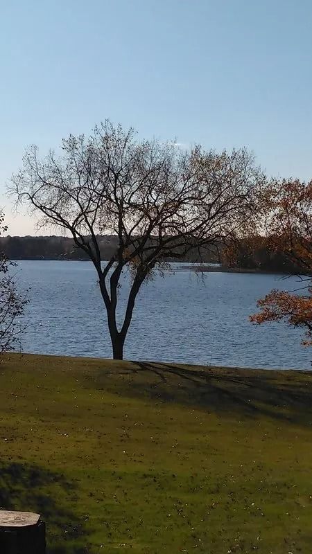 Bare tree by a calm blue lake, with green grass in the foreground under a clear sky