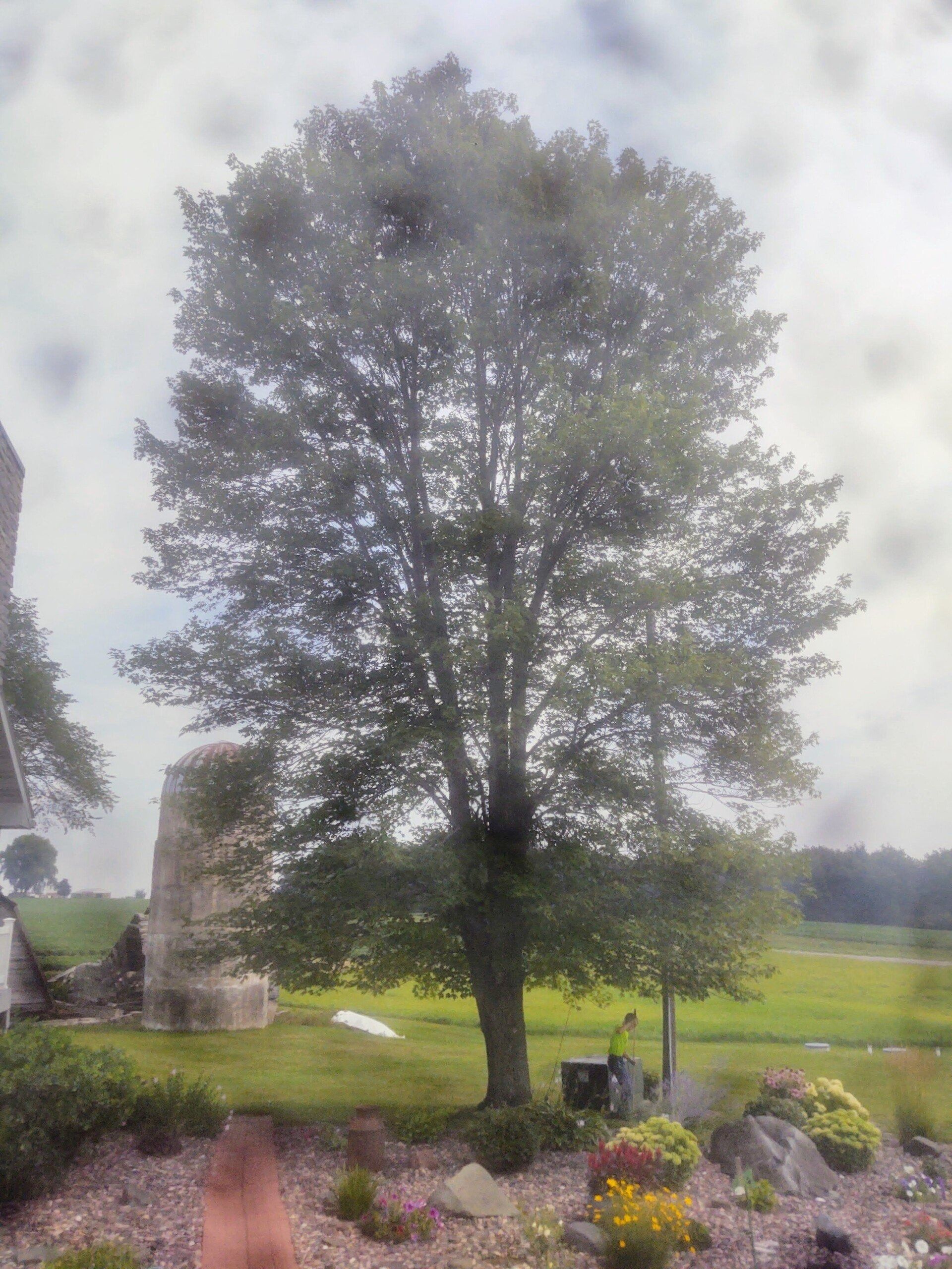 Large tree in a grassy field beside stone ruins, with flower beds in the foreground under a cloudy sky