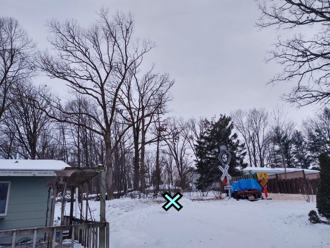 Snowy backyard with leafless trees, a shed, and a blue tarp-covered trailer in winter.