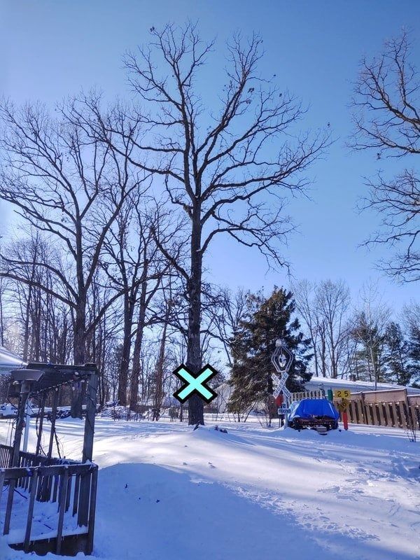 Snowy backyard with bare trees, a blue tarp-covered object, and a wooden fence under a clear sky