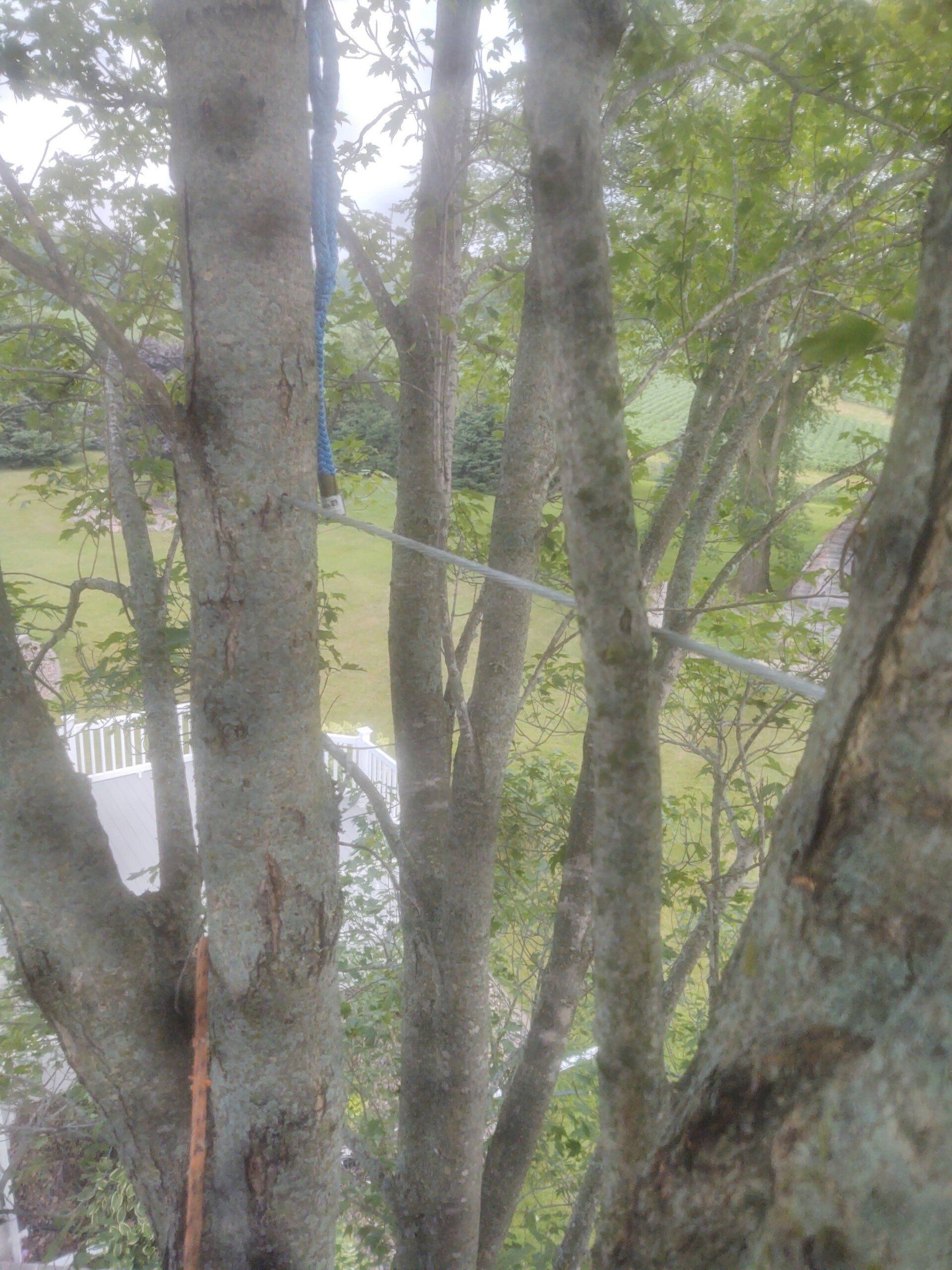 Tall tree trunks in a leafy forest with a white railing and path visible below
