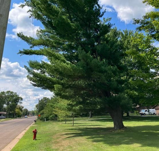 Large green tree beside a suburban road, with a small red fire hydrant on a grassy lawn under a blue sky.