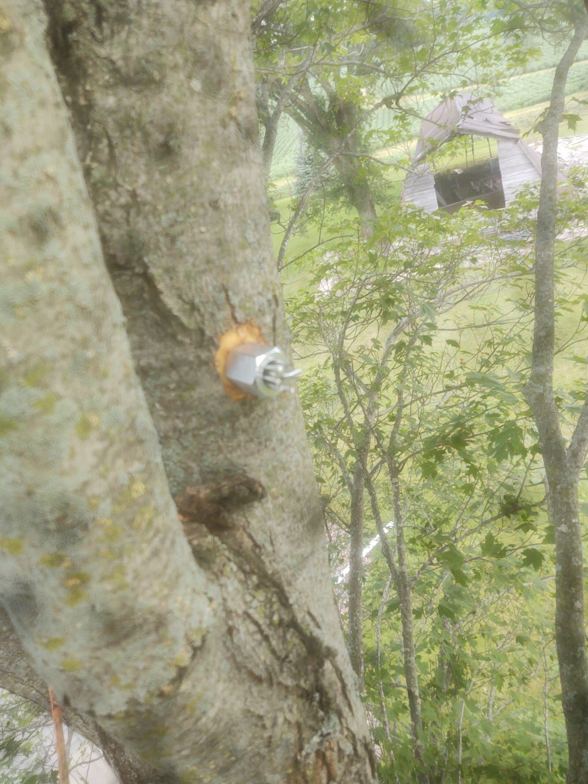 Small orange-and-white mushroom growing on a tree trunk in a wooded forest.