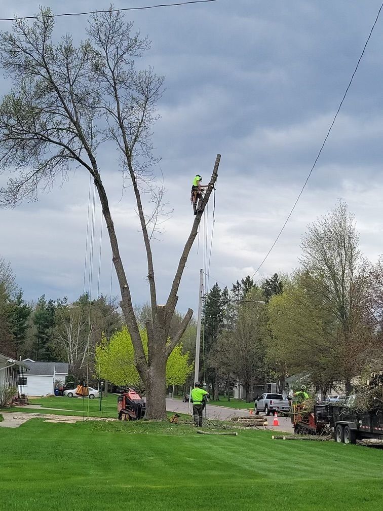 Tree workers trim a tall tree beside a grassy lawn under an overcast sky.