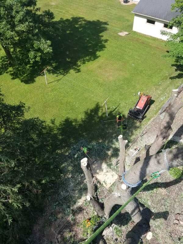 Tree stump removal in a grassy yard, with a red stump grinder beside cut tree trunks.